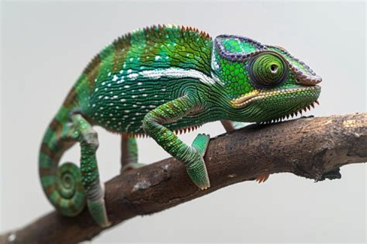 A Cinematic Chameleon With Depth And Versatility