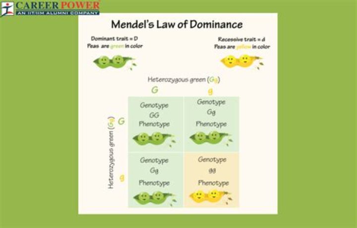 A Journey Of Dominance, Humor, And Legacy