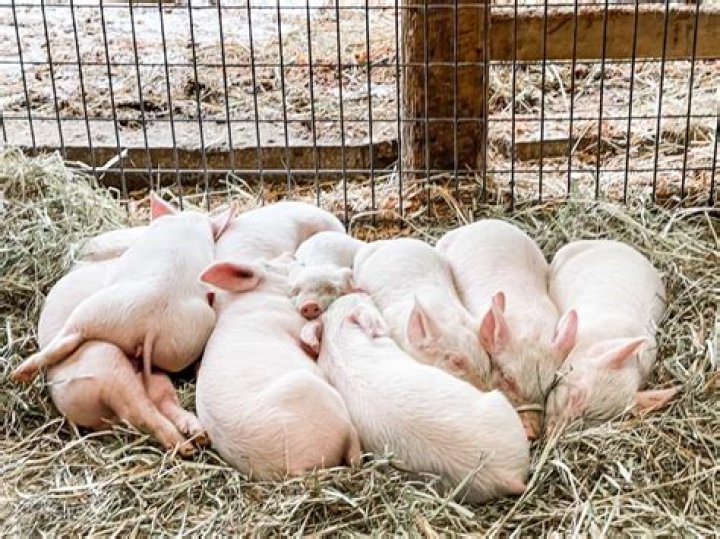 A Journey To Better Pig Farming