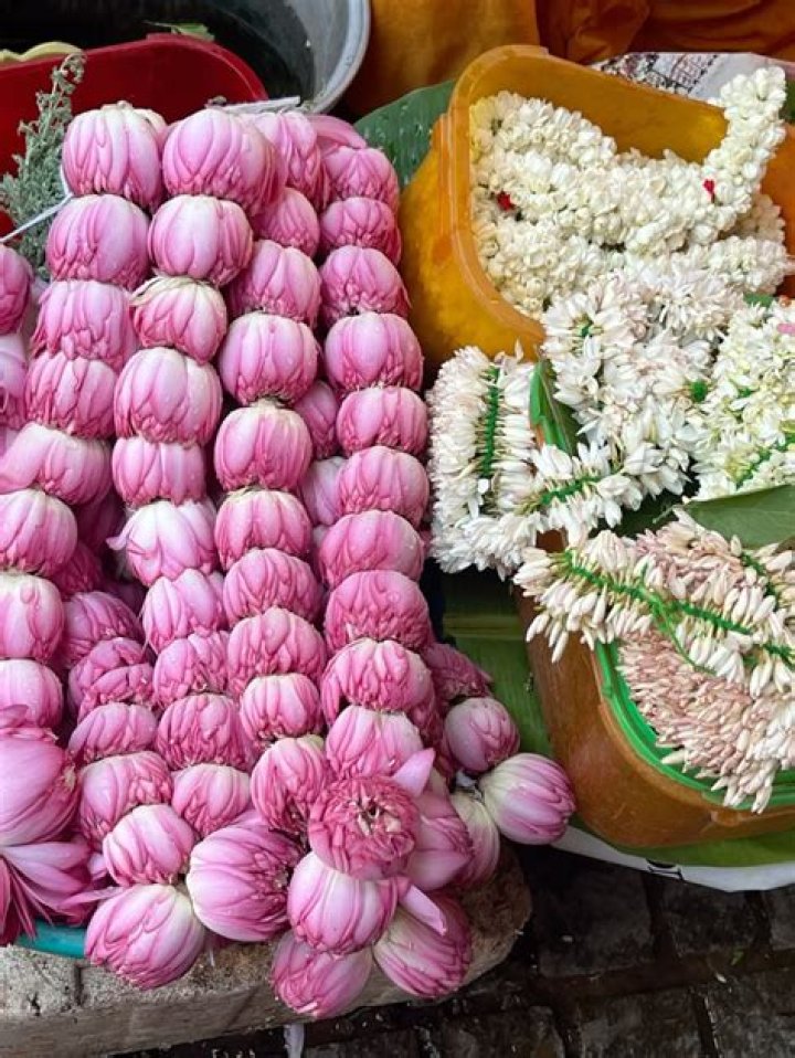 Unveiling The Enchanting World Of Lotus Blossoms: Discoveries And Insights Await!